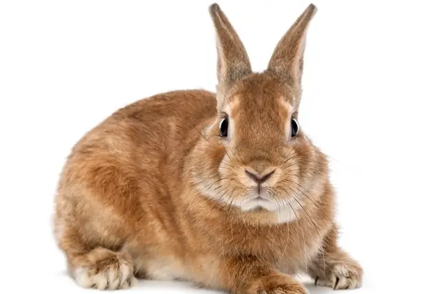 A stock photo of a bunny rabbit